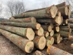 HÊTRE EN GRUME, CAMION DE 25 STÈRES