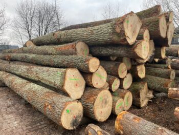 HÊTRE EN GRUME, CAMION DE 25 STÈRES